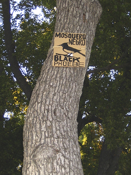 Tree Phoebe